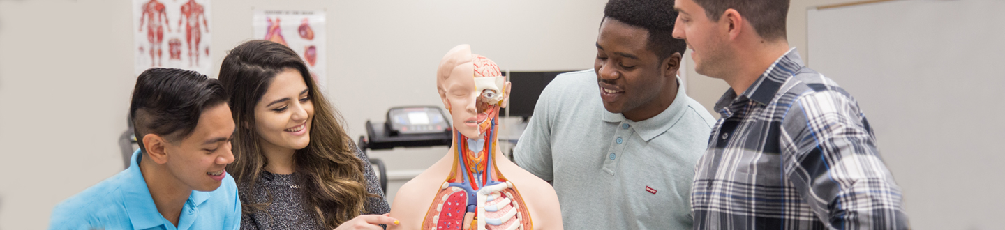 Students looking at human body model